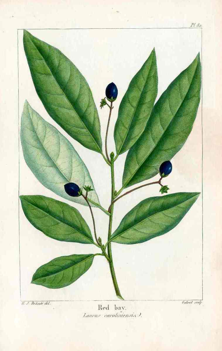 Michaux Sylva, Bessa & Redoute Tree Prints Red Bay