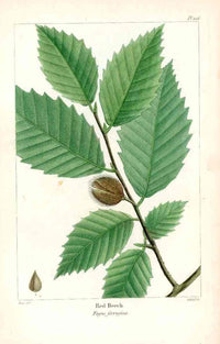 Michaux Sylva, Bessa & Redoute Tree Prints Red Beech - Panteek Antique Prints