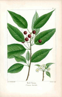 Michaux Sylva, Bessa & Redoute Tree Prints Red Cherry Redoute - Panteek Antique Prints