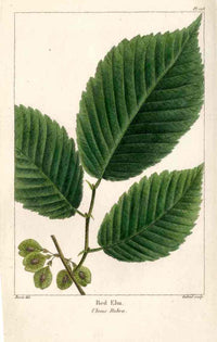 Michaux Sylva, Bessa & Redoute Tree Prints Red Elm - Panteek Antique Prints