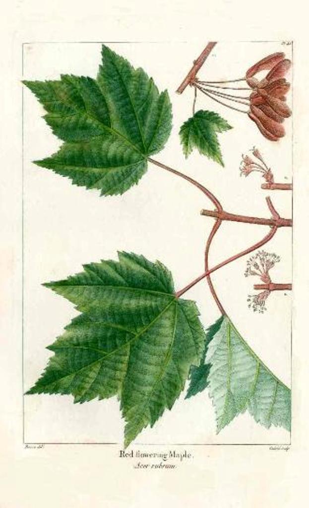 Michaux Sylva, Bessa & Redoute Tree Prints Red Flowering Maple