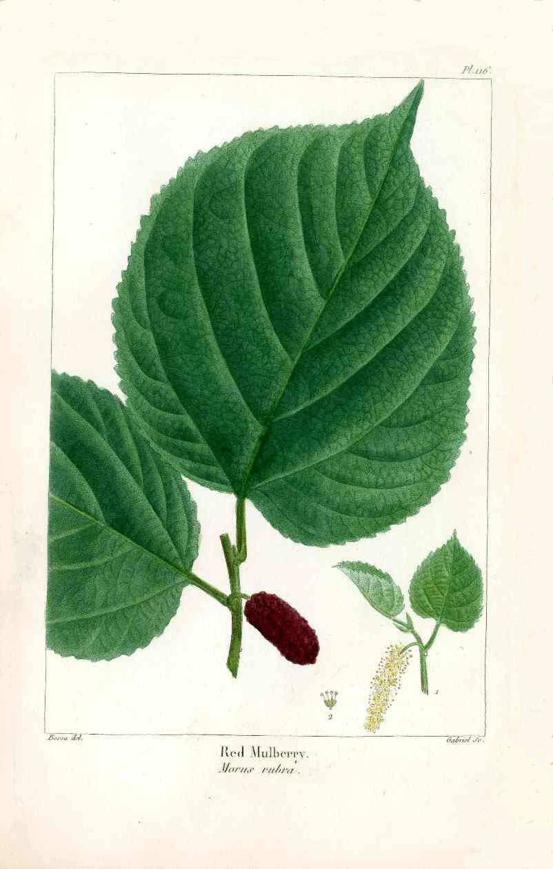 Michaux Sylva, Bessa & Redoute Tree Prints Red Mulberry