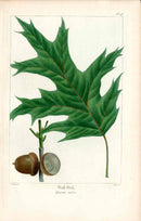 Michaux Sylva, Bessa & Redoute Tree Prints Red Oak Redoute - Panteek Antique Prints