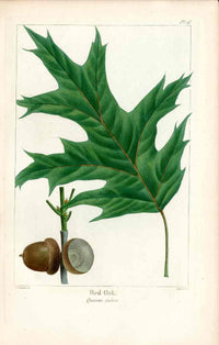Michaux Sylva, Bessa & Redoute Tree Prints Red Oak Redoute - Panteek Antique Prints