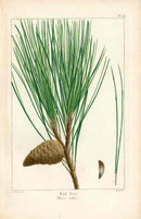 Michaux Sylva, Bessa & Redoute Tree Prints Red Pine Redoute - Panteek Antique Prints