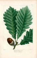 Michaux Sylva, Bessa & Redoute Tree Prints Rock Chestnut Oak Bessa - Panteek Antique Prints