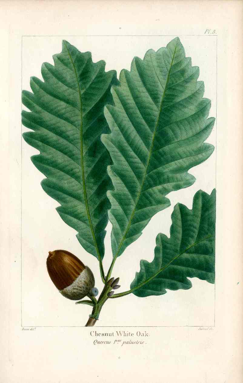 Michaux Sylva, Bessa & Redoute Tree Prints Rock Chestnut Oak Bessa