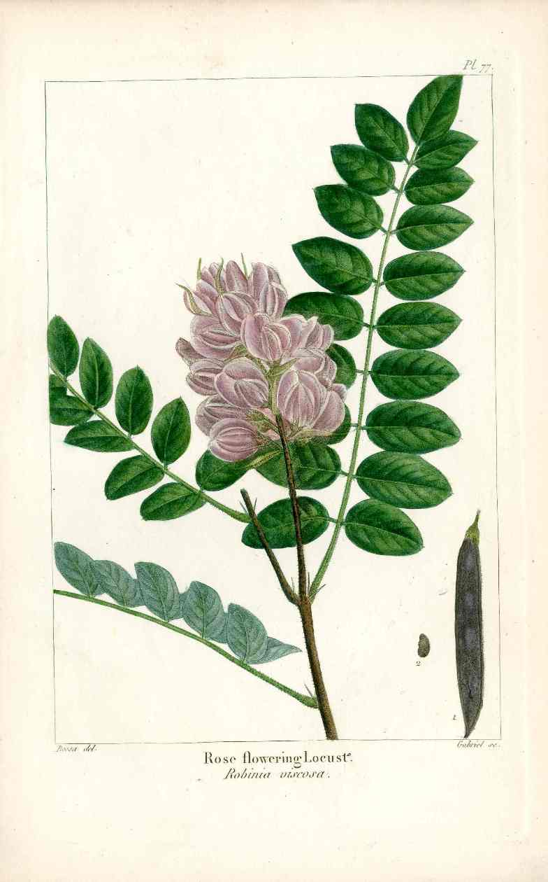 Michaux Sylva, Bessa & Redoute Tree Prints Rose Flowered Locust