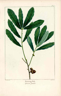 Michaux Sylva, Bessa & Redoute Tree Prints Running Oak Redoute - Panteek Antique Prints