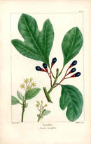 Michaux Sylva, Bessa & Redoute Tree Prints Sassafras by Bessa - Panteek Antique Prints