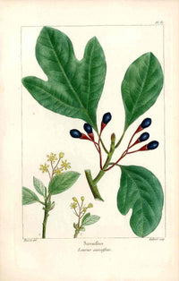 Michaux Sylva, Bessa & Redoute Tree Prints Sassafras by Bessa - Panteek Antique Prints