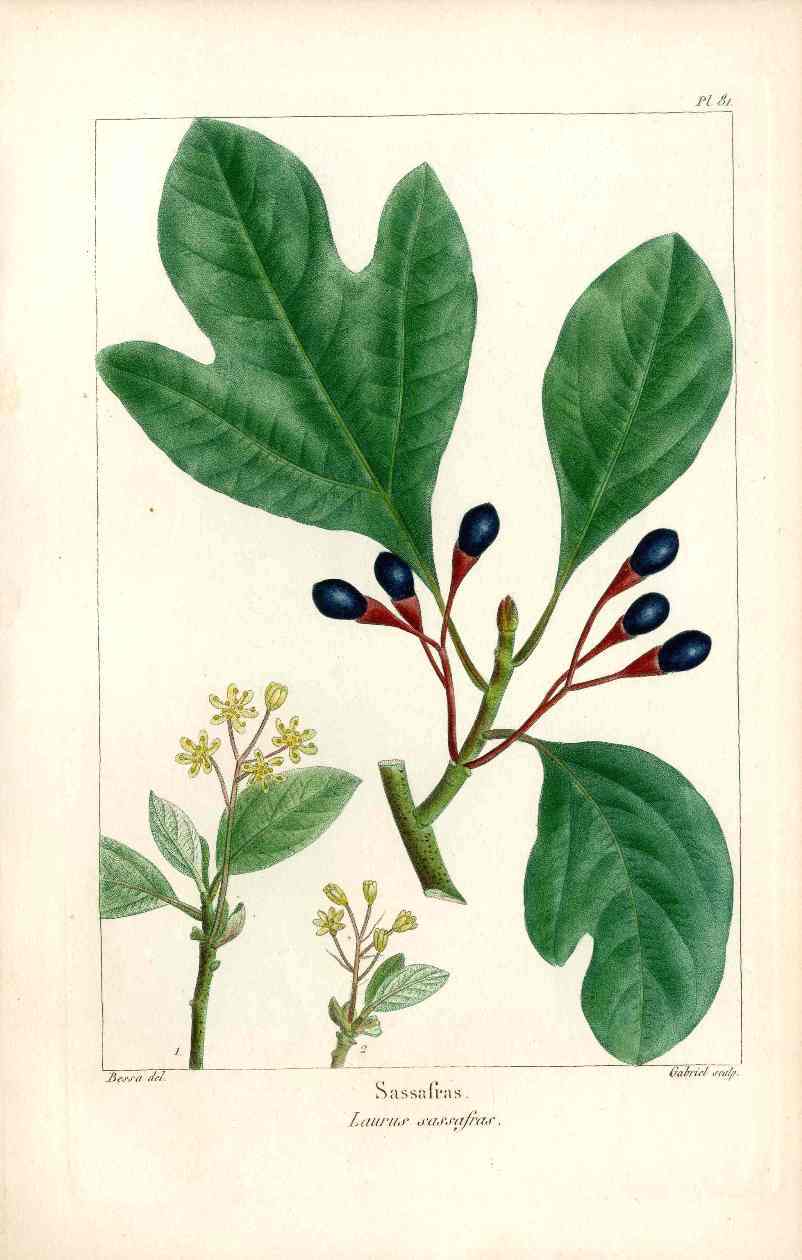 Michaux Sylva, Bessa & Redoute Tree Prints Sassafras by Bessa