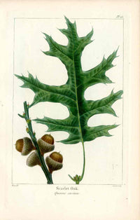 Michaux Sylva, Bessa & Redoute Tree Prints Scarlet Oak Bessa - Panteek Antique Prints