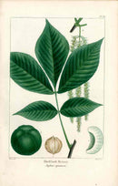 Michaux Sylva, Bessa & Redoute Tree Prints Shell Bark Hickory - Panteek Antique Prints