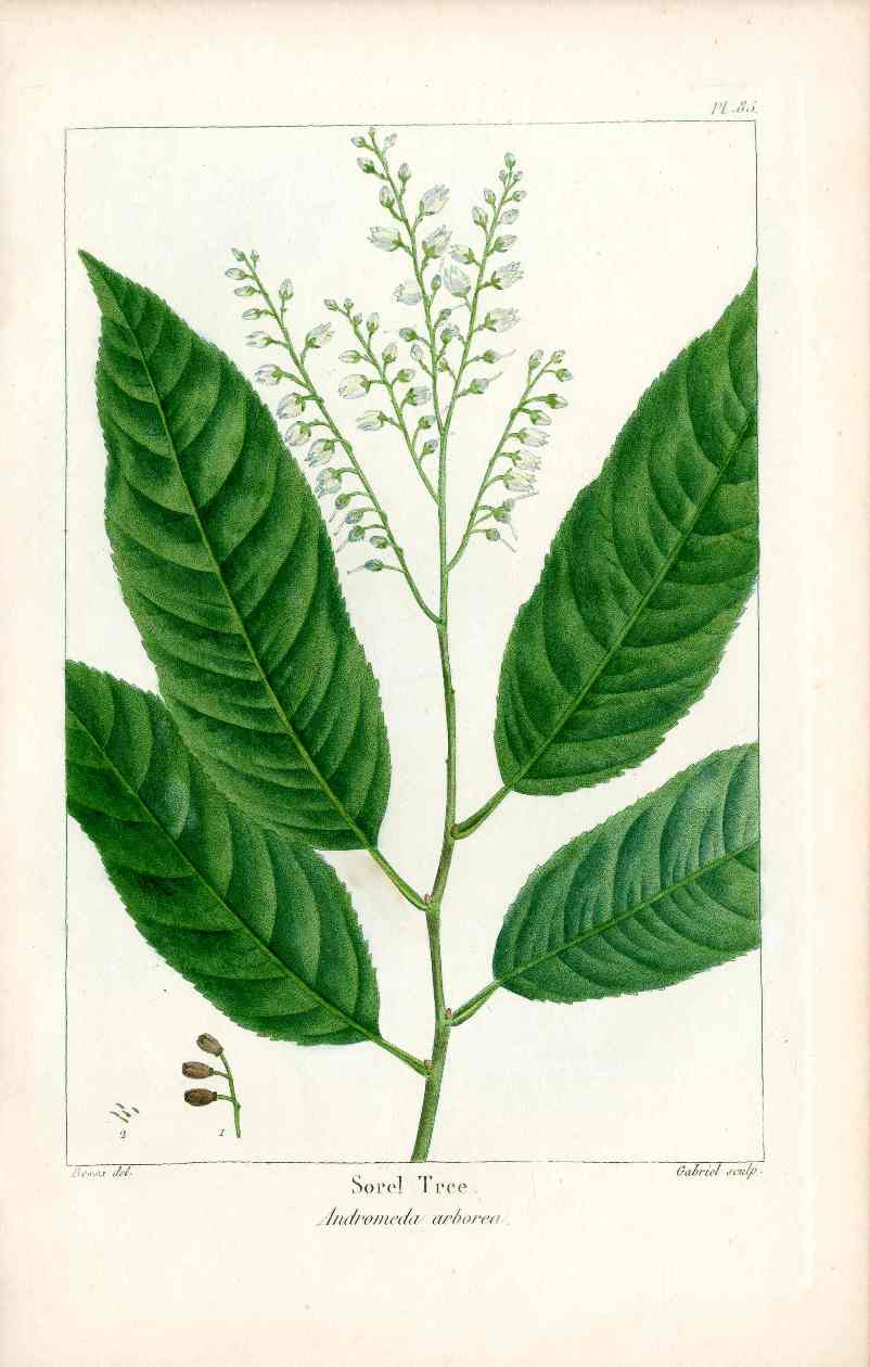 Michaux Sylva, Bessa & Redoute Tree Prints Sorel Tree Bessa