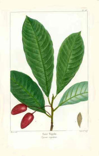 Michaux Sylva, Bessa & Redoute Tree Prints Sour Tupelo Bessa - Panteek Antique Prints