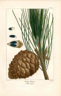 Michaux Sylva, Bessa & Redoute Tree Prints Stone Pine Bessa - Panteek Antique Prints