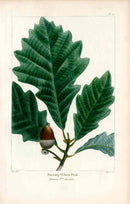 Michaux Sylva, Bessa & Redoute Tree Prints Swap White Oak Bessa - Panteek Antique Prints