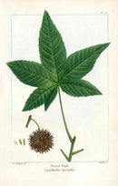 Michaux Sylva, Bessa & Redoute Tree Prints Sweet Gum - Panteek Antique Prints