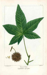 Michaux Sylva, Bessa & Redoute Tree Prints Sweet Gum - Panteek Antique Prints