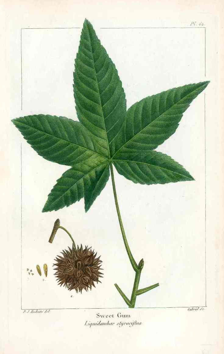 Michaux Sylva, Bessa & Redoute Tree Prints Sweet Gum