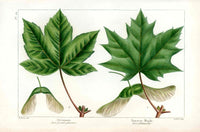 Michaux Sylva, Bessa & Redoute Tree Prints Sycamore, Maple - Panteek Antique Prints