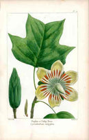 Michaux Sylva, Bessa & Redoute Tree Prints Tulip Magnolia Bessa - Panteek Antique Prints