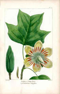Michaux Sylva, Bessa & Redoute Tree Prints Tulip Magnolia Bessa - Panteek Antique Prints