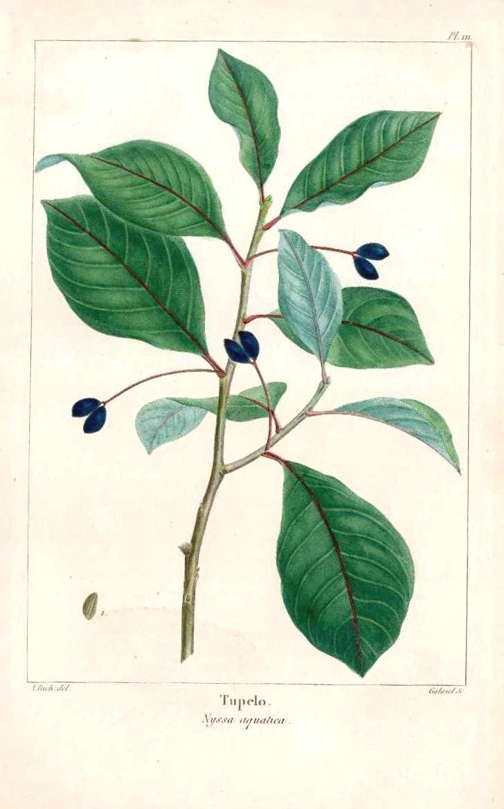 Michaux Sylva, Bessa & Redoute Tree Prints Tupelo