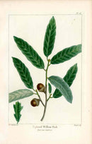 Michaux Sylva, Bessa & Redoute Tree Prints Upland Willow Oak Redoute - Panteek Antique Prints