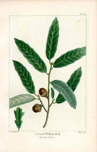 Michaux Sylva, Bessa & Redoute Tree Prints Upland Willow Oak Redoute - Panteek Antique Prints
