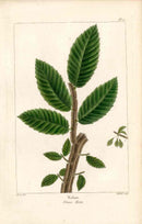 Michaux Sylva, Bessa & Redoute Tree Prints Wahoo - Panteek Antique Prints