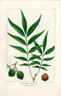 Michaux Sylva, Bessa & Redoute Tree Prints Water Bitter Nut Hickory - Panteek Antique Prints