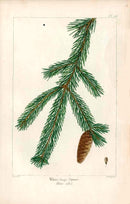 Michaux Sylva, Bessa & Redoute Tree Prints Water Locust - Panteek Antique Prints