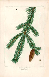 Michaux Sylva, Bessa & Redoute Tree Prints Water Locust - Panteek Antique Prints