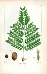 Michaux Sylva, Bessa & Redoute Tree Prints Water Locust - Panteek Antique Prints