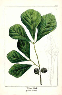 Michaux Sylva, Bessa & Redoute Tree Prints Water Oak - Panteek Antique Prints