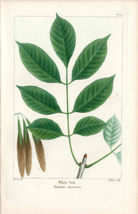 Michaux Sylva, Bessa & Redoute Tree Prints White Ash - Panteek Antique Prints