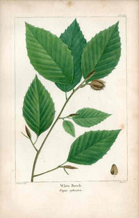 Michaux Sylva, Bessa & Redoute Tree Prints White Beech Redoute - Panteek Antique Prints
