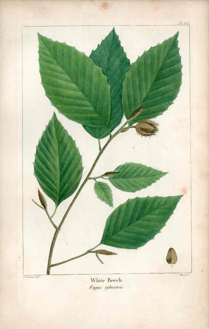 Michaux Sylva, Bessa & Redoute Tree Prints White Beech Redoute