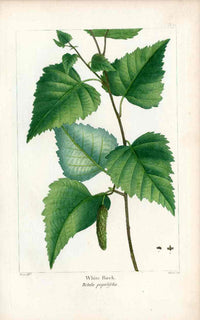Michaux Sylva, Bessa & Redoute Tree Prints White Birch - Panteek Antique Prints