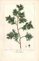 Michaux Sylva, Bessa & Redoute Tree Prints White Cedar - Panteek Antique Prints