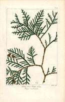 Michaux Sylva, Bessa & Redoute Tree Prints White Cedar Redoute - Panteek Antique Prints