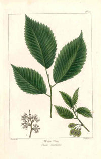 Michaux Sylva, Bessa & Redoute Tree Prints White Elm - Panteek Antique Prints