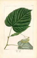 Michaux Sylva, Bessa & Redoute Tree Prints White Lime Redoute - Panteek Antique Prints