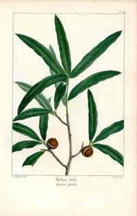 Michaux Sylva, Bessa & Redoute Tree Prints White Oak Redoute - Panteek Antique Prints