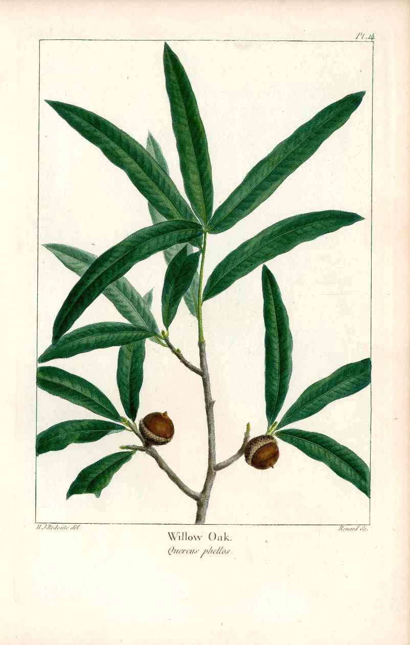 Michaux Sylva, Bessa & Redoute Tree Prints White Oak Redoute