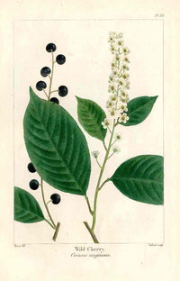 Michaux Sylva, Bessa & Redoute Tree Prints Wild Cherry - Panteek Antique Prints