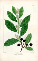 Michaux Sylva, Bessa & Redoute Tree Prints Wild Orange Tree - Panteek Antique Prints