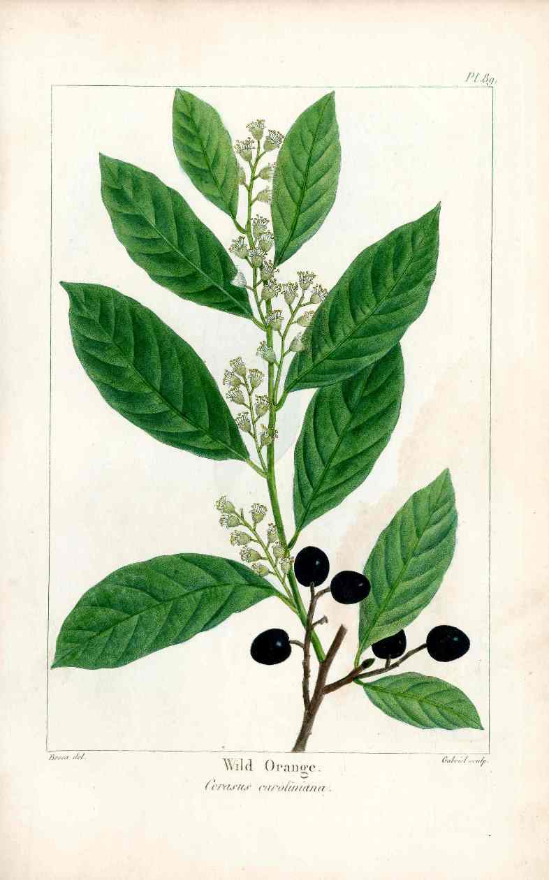 Michaux Sylva, Bessa & Redoute Tree Prints Wild Orange Tree